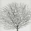 Picture of Silver Tree Roots Shadow Box Wall Décor (MS24299F) 19.69" L x 19.69" H