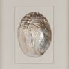 Picture of Yudeco Abalone & Pearl Shell Shadow Box Wall Décor (2 Piece Set) (MS18023C/D) 14.17” L x 14.17” H