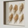 Picture of Sea Shell Shadow Box Wall Décor (2 Piece Set) (MS12135CP/DP) 11.81” L x 11.81” H