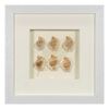 Picture of Sea Shell Shadow Box Wall Décor (2 Piece Set) (MS12135CP/DP) 11.81” L x 11.81” H