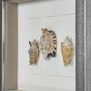 Picture of Sea Shell Shadow Box Wall Décor (2 Piece Set) (MS18027A/B) 11.81” L x 11.81” H